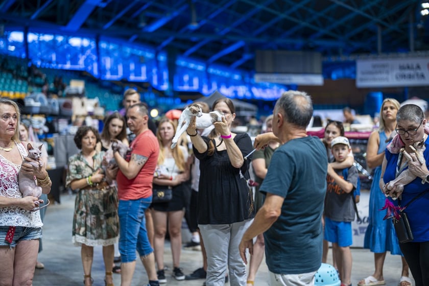 Międzynarodowa wystawa kotów rasowych w hali Orbita we Wrocławiu, 7-8 września 2024